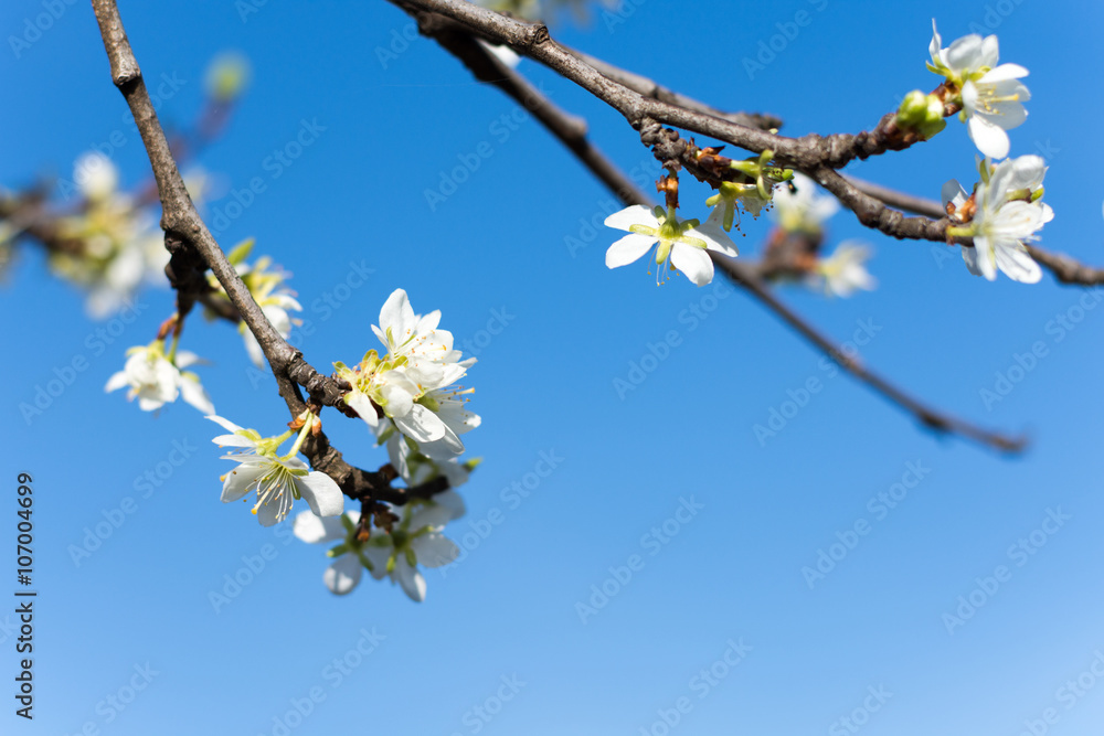 Tree blossom with blue sky in the background Tree blossom with blue sky in the background