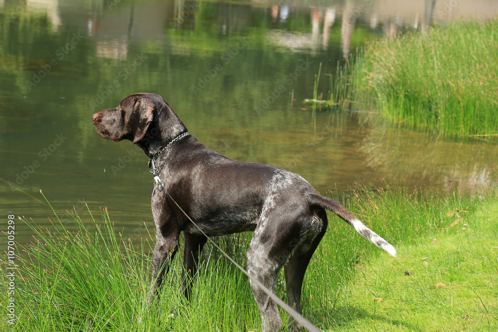 German Shorthaired Pointer