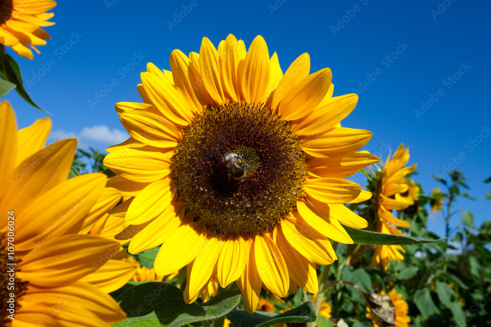 sunflower with bee on background of blue heaven sunflower with bee on background of blue heaven