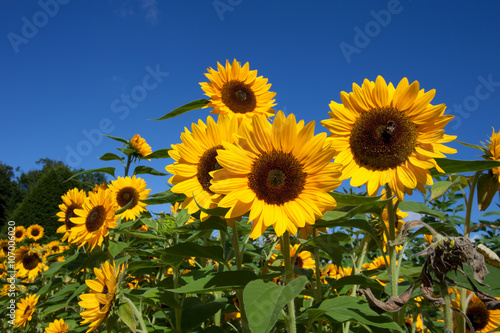 Field of sunflowers on background of blue heaven