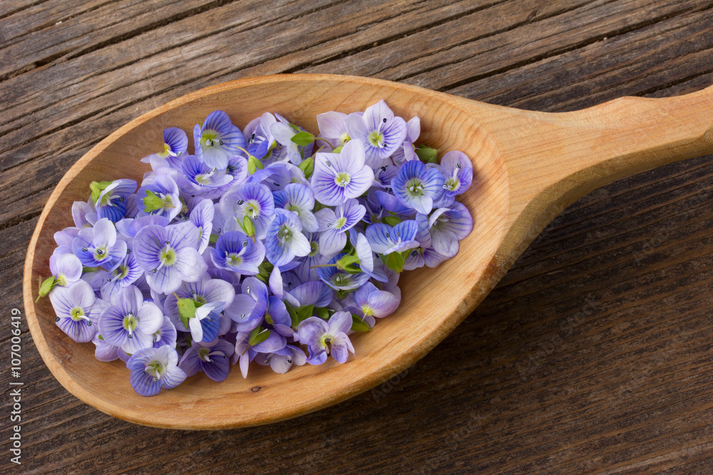 pale blue flower petals plants Persian speedwell in a wooden spoon on old wooden board in the cracks close up pale blue flower petals plants Persian speedwell in a wooden spoon on old wooden board in the cracks close up