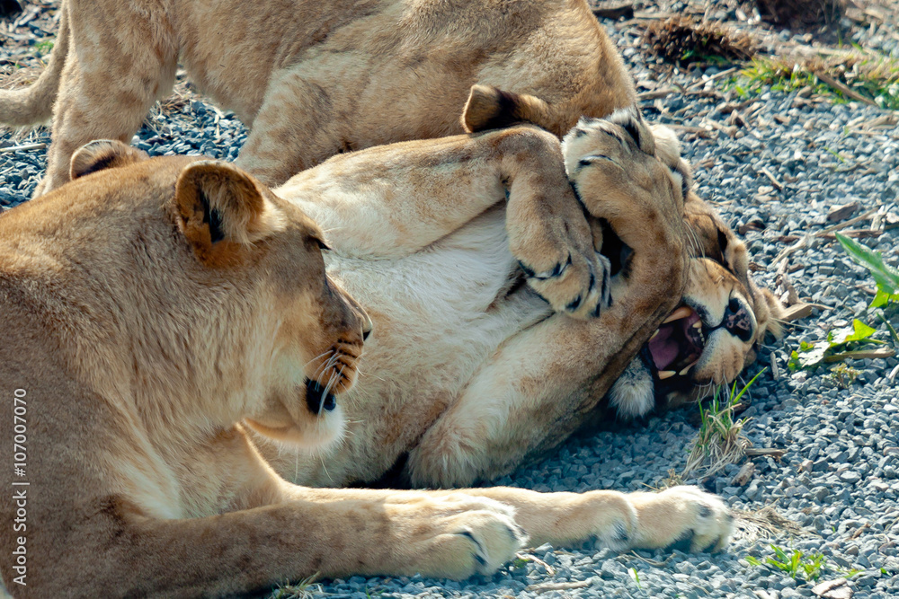 Lions playing Lions playing