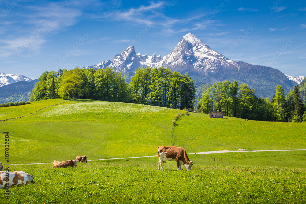 Idyllic landscape in the Alps with cows grazing on green meadows Idyllic landscape in the Alps with cows grazing on green meadows