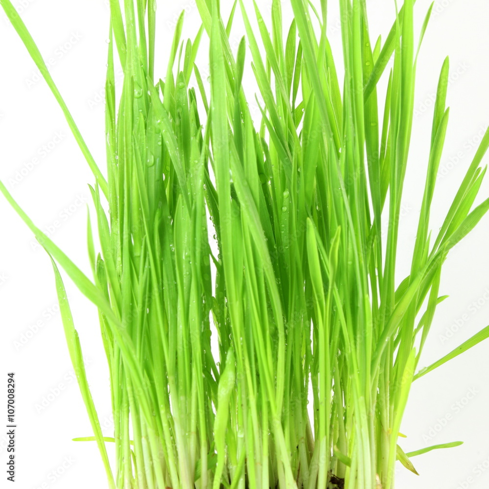 fresh sprouted wheat grass with water drops in white background fresh sprouted wheat grass with water drops in white background