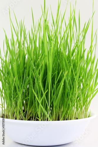 fresh sprouted wheat grass with water drops in white background
