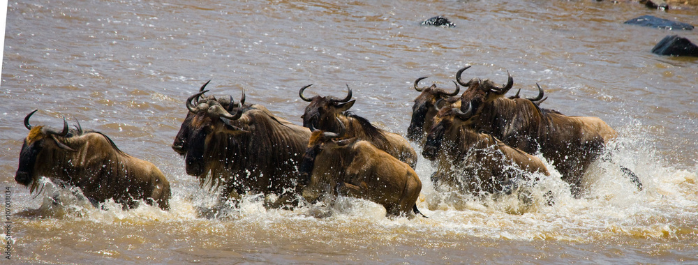 Obraz premium Wildebeests are crossing Mara river. Great Migration. Kenya. Tanzania. Masai Mara National Park. 