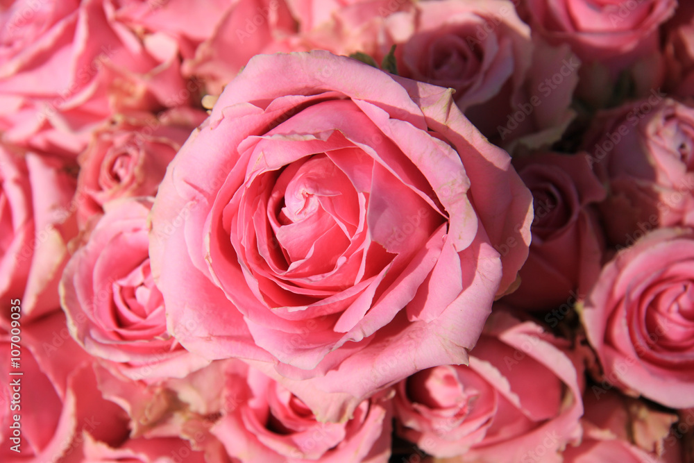 Pink roses in bridal bouquet Pink roses in bridal bouquet
