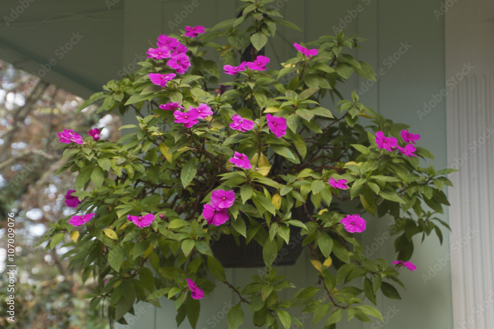 Lush and Pinkly Flowering Hanging Plant