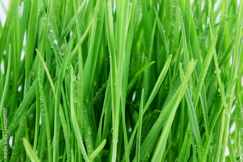 fresh sprouted wheat grass with water drops closeup