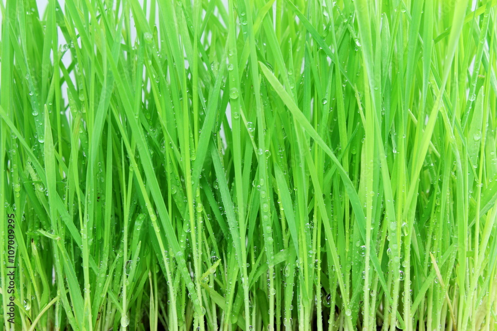 Naklejka premium fresh sprouted wheat grass with water drops closeup