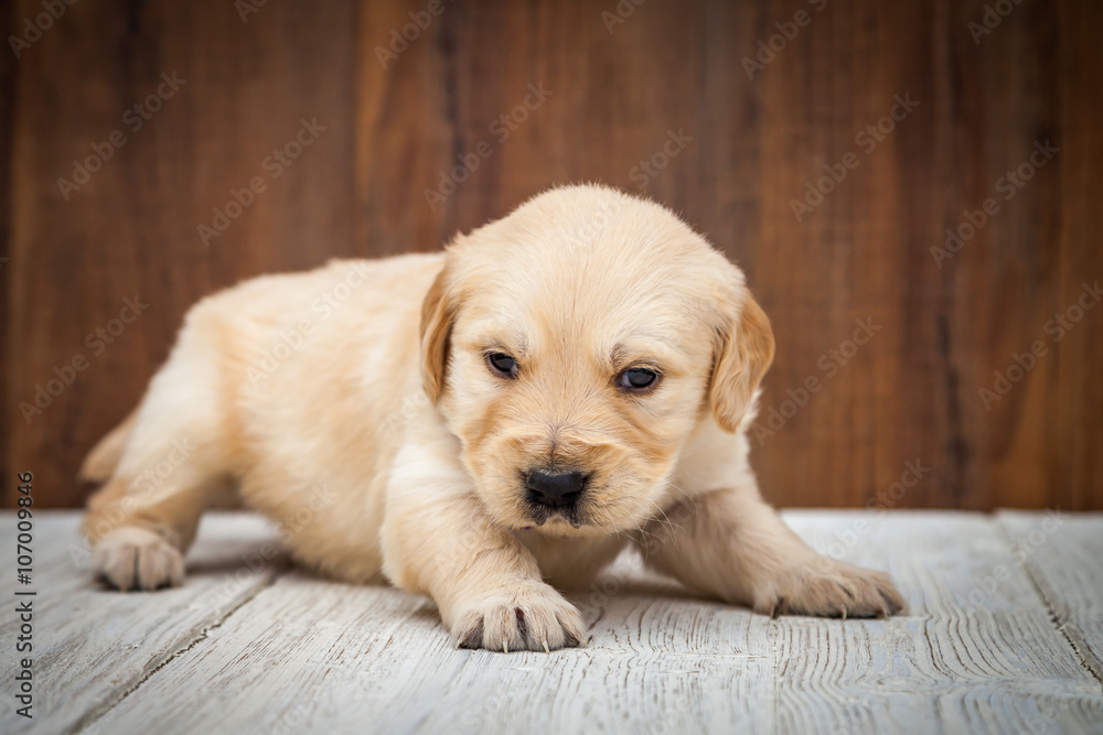 Golden retriever puppy Golden retriever puppy