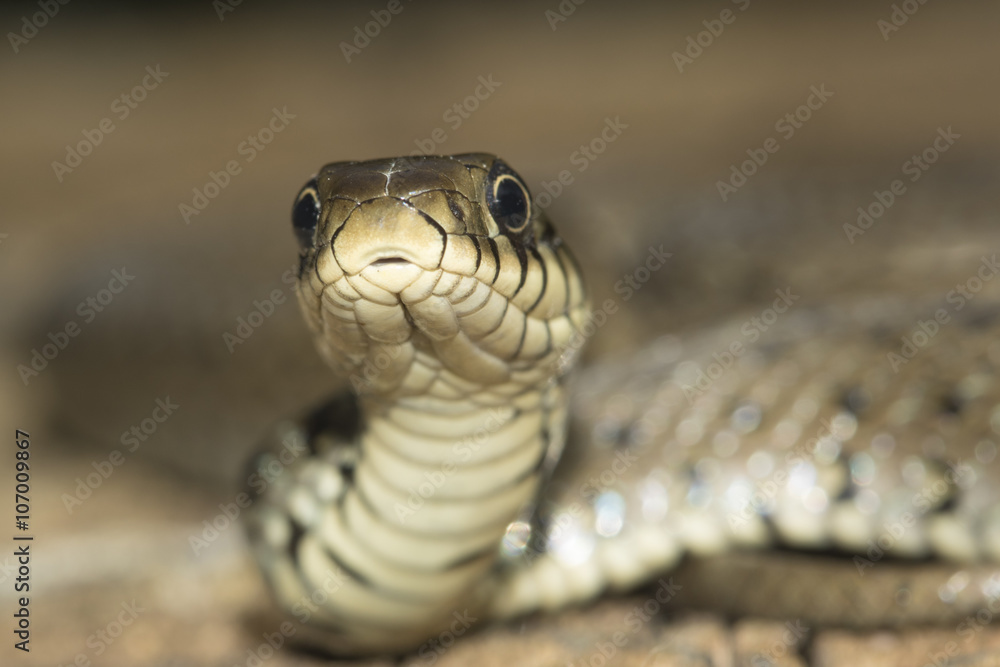 Portrait of grass snake Portrait of grass snake