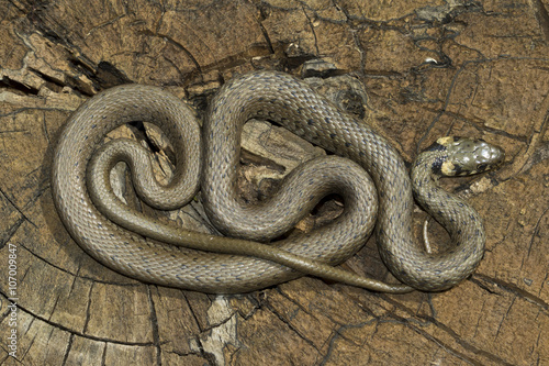 Non venomous  Grass snake