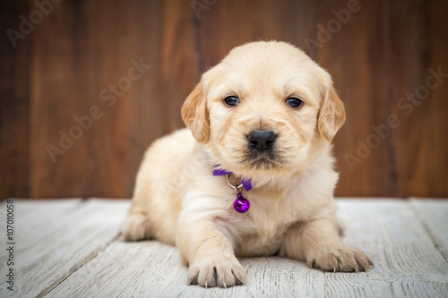 Golden retriever puppy