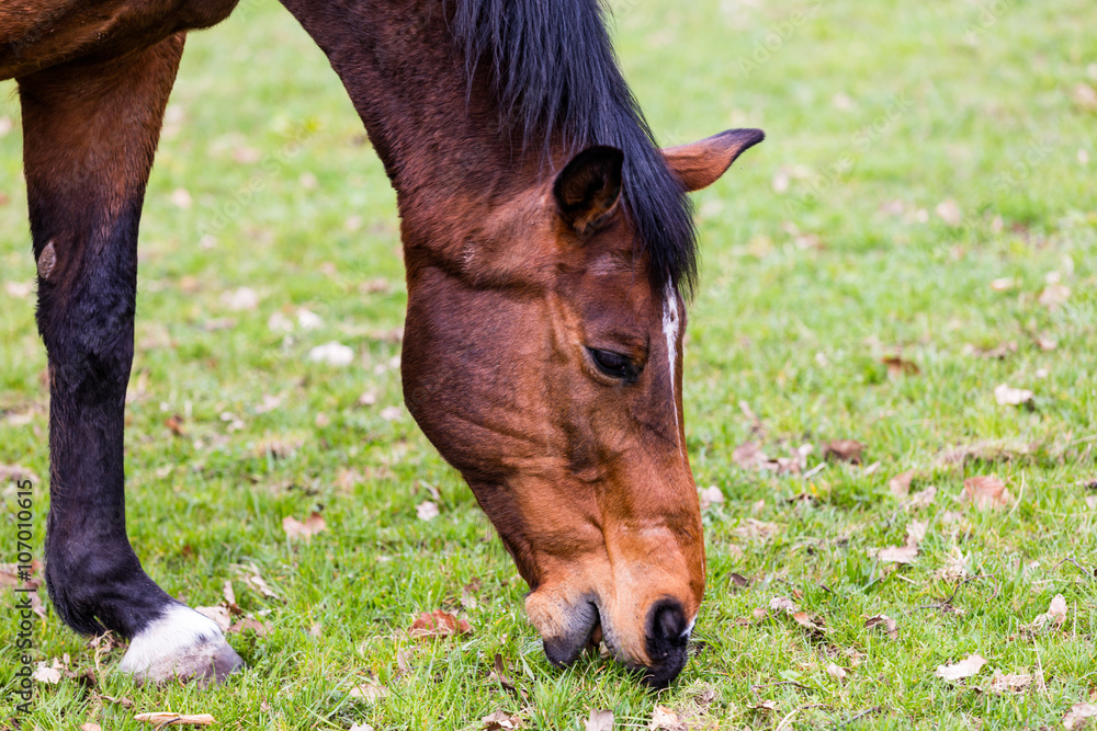 Fototapeta premium Pferd