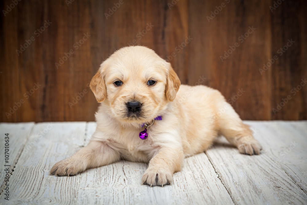 Golden retriever puppy Golden retriever puppy