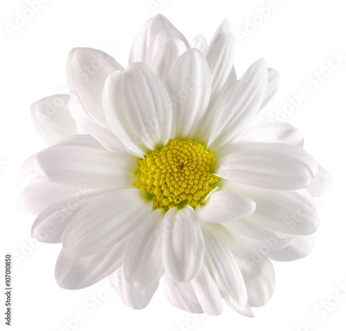 daisy isolated on the white background