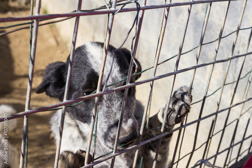 Abandoned dog in a cage.