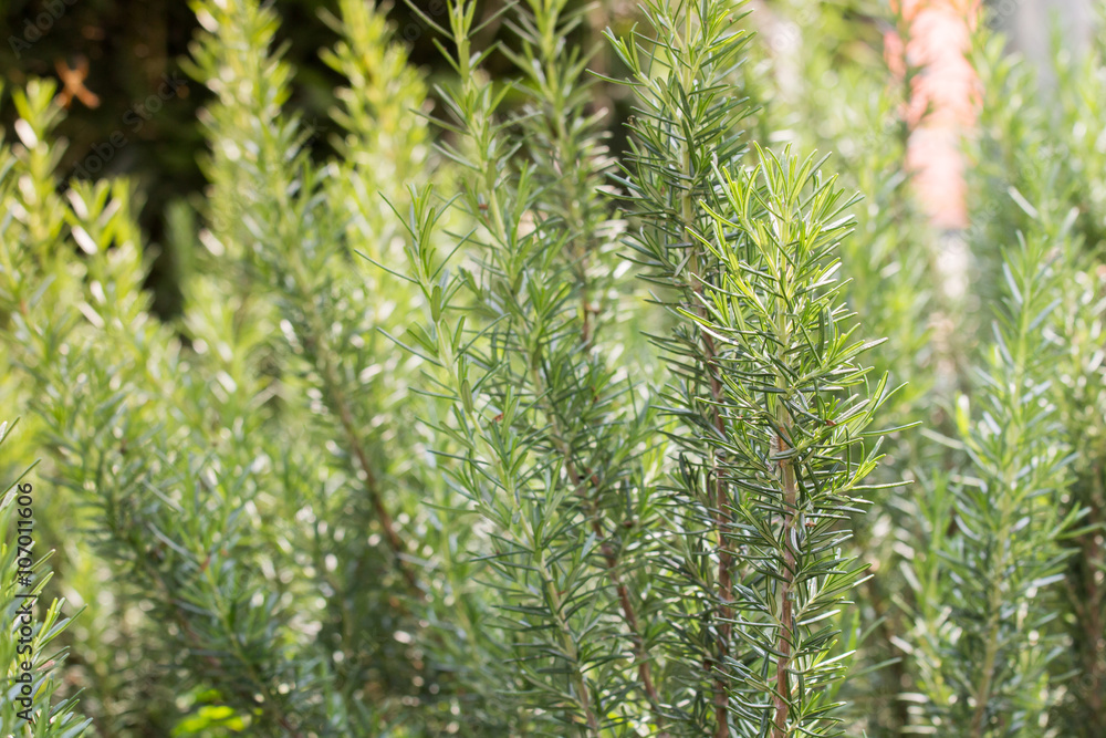 Fresh Rosemary Herb grow outdoor. Rosemary leaves Close-up.