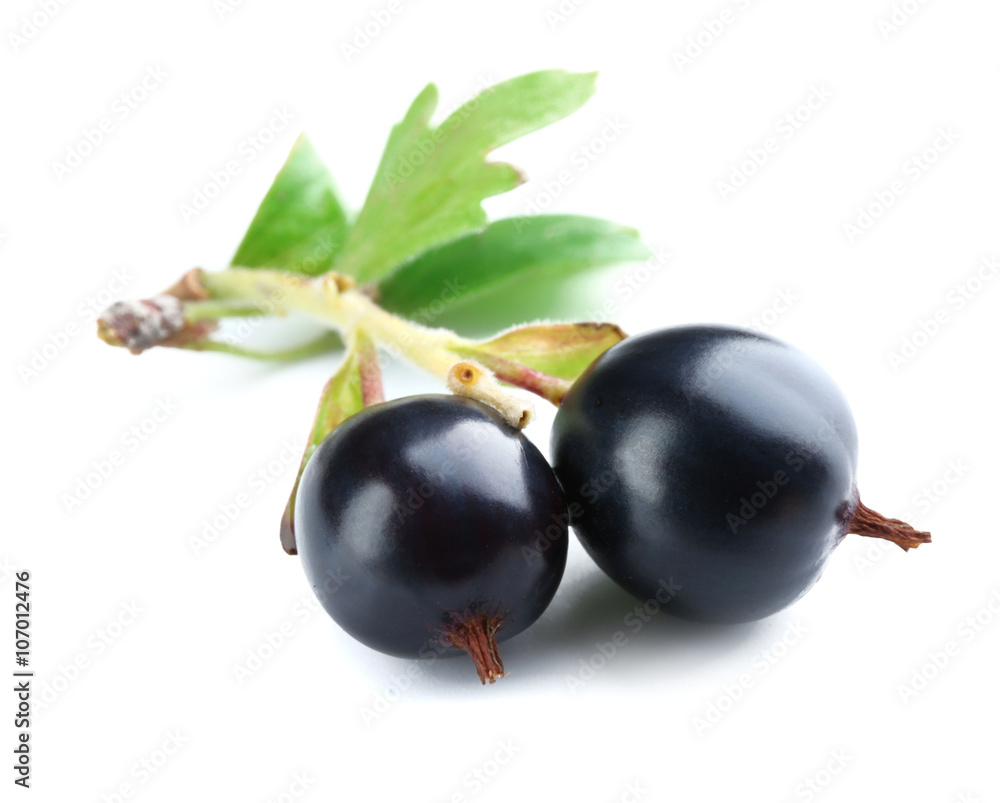 Wild black currant with green leaves isolated on white Wild black currant with green leaves isolated on white