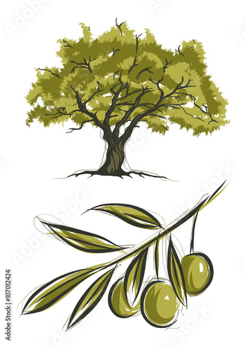 Vector sketch of olive tree
