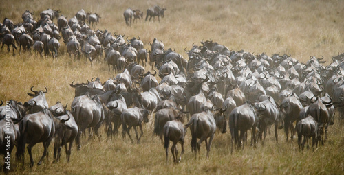 Tableau sur toile Big herd of wildebeest in the savannah