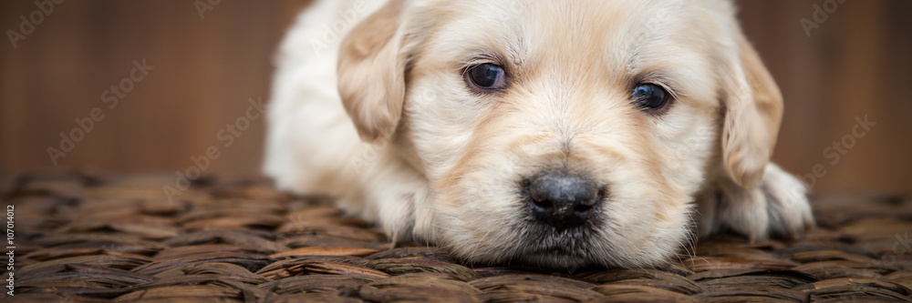 Golden retriever puppy - obrazy, fototapety, plakaty 