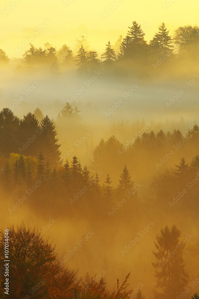 Fog Fog