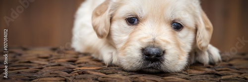Golden retriever puppy