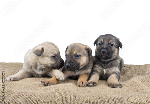 three small cute dog puppy