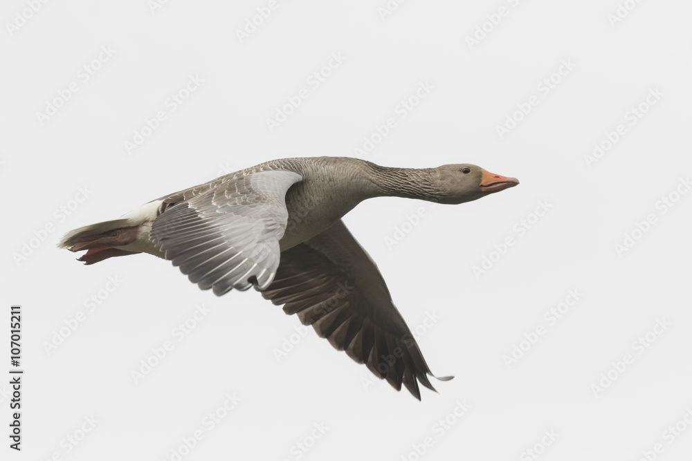 Greylag goose migrating Greylag goose migrating