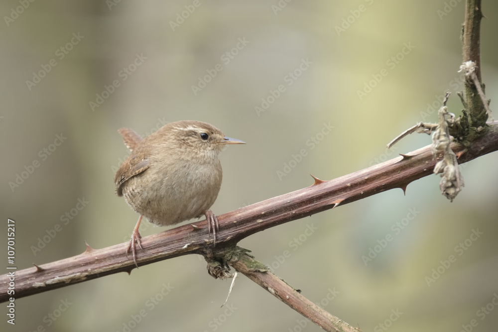 Eurasian Wren (Troglodytes troglodytes) Eurasian Wren (Troglodytes troglodytes)