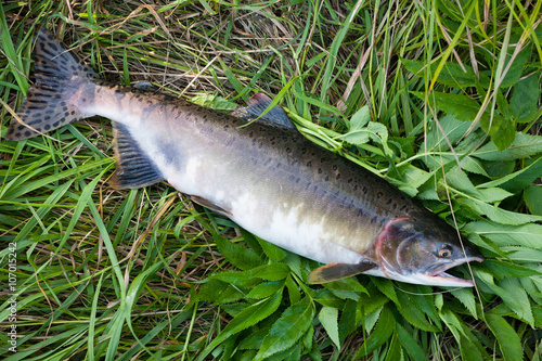 Female freshly caught pink salmon lying on the grass