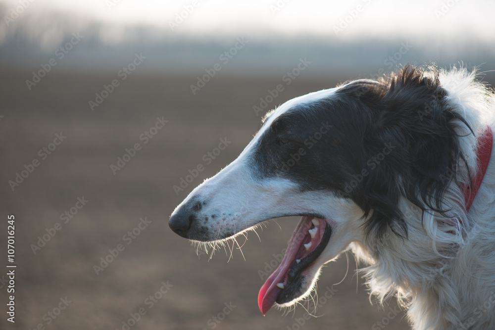 Dog portrait, Russian wolfhound dog, exhausted after running. Dog portrait, Russian wolfhound dog, exhausted after running.