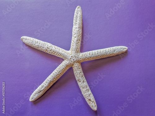 Starfish on a purple background