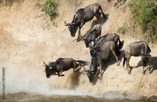 Wildebeest jumping into Mara River. Great Migration. Kenya. Tanzania. Masai Mara National Park. An excellent illustration.