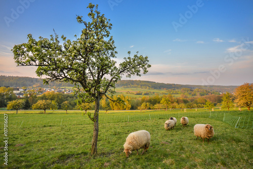 Schafe auf der Weide im Frühling © photobars