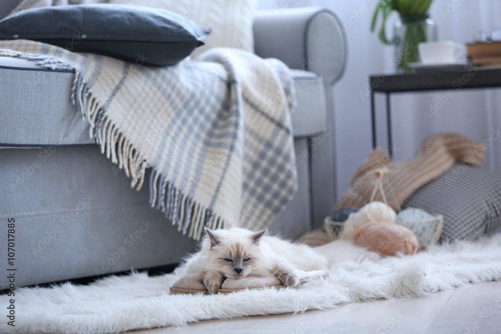Color-point cat with slippers lying on a floor in living room Color-point cat with slippers lying on a floor in living room