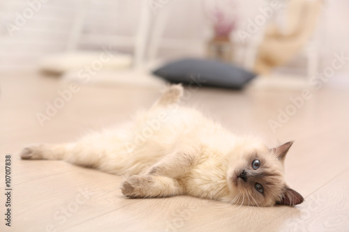 Color-point cat lying on wooden floor in living room