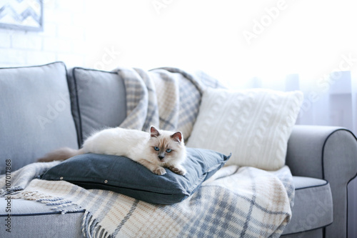 Color-point cat lying on a sofa in living room © Africa Studio