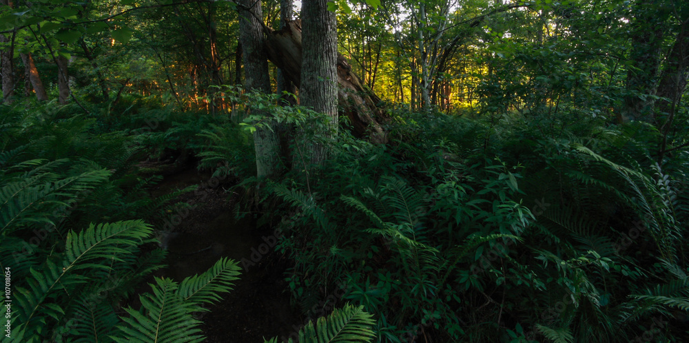 fern grove in forest with orange light through trees