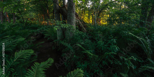 fern grove in forest with orange light through trees © sbthegreenman