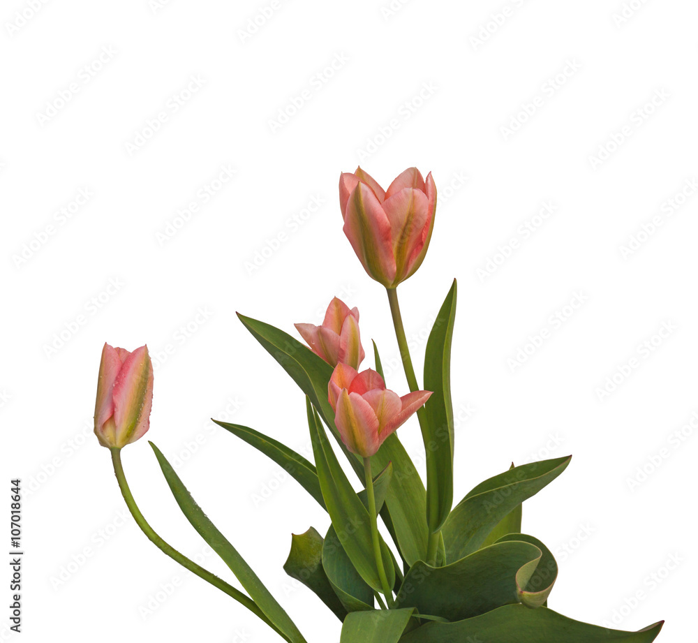 Piink tulips on a bed isolated Piink tulips on a bed isolated