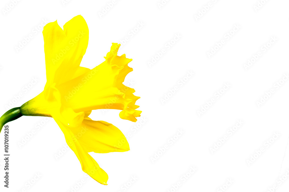 Obraz premium Daffodils isolated on White