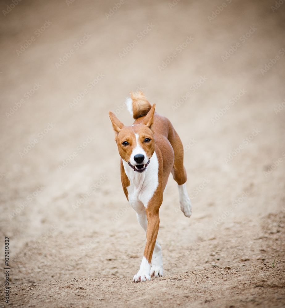 basenji dog running