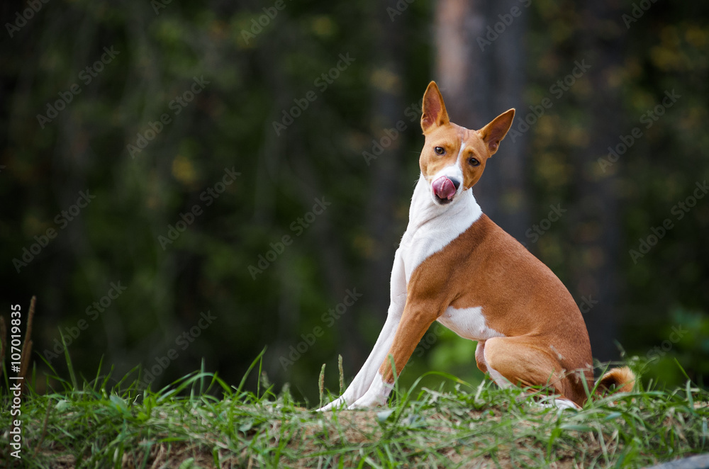 sitting basenji dog