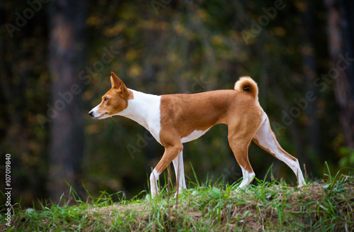 Young basenji dog walking