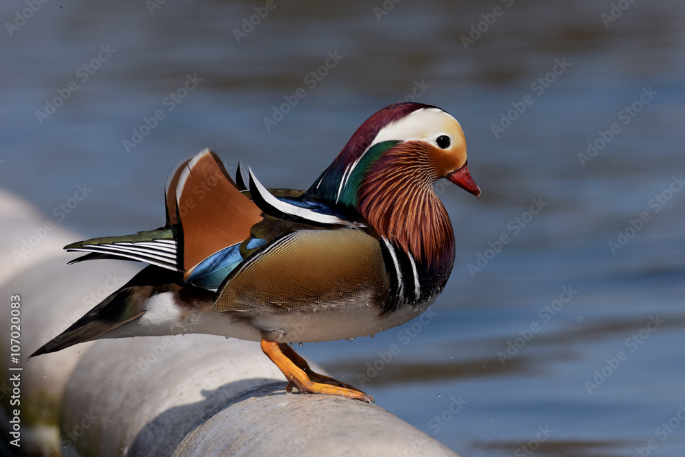 Mandarin Duck, Duck Mandarin Duck, Duck