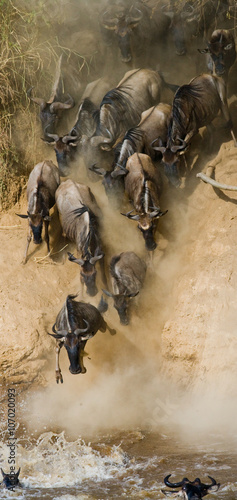 Wildebeest jumping into Mara River. Great Migration. Kenya. Tanzania. Masai Mara National Park. An excellent illustration.