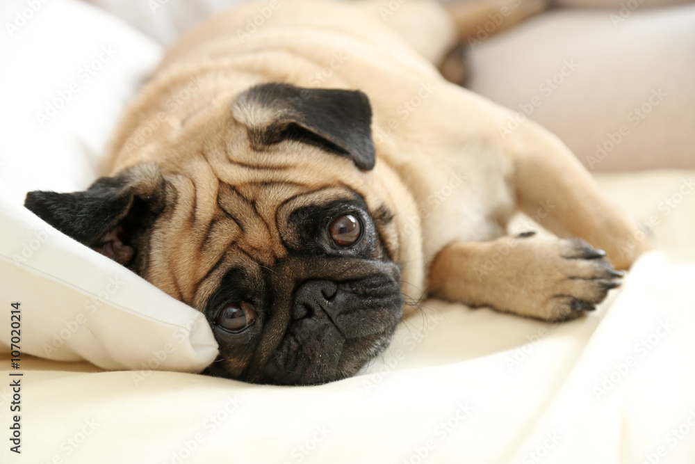 Pug dog lying in bed